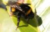 Bombus sp.